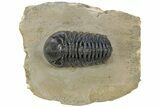Phacopid (Austerops) Trilobite - Foum Zguid, Morocco #233254-4